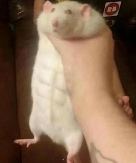 SWOLE ROBERT