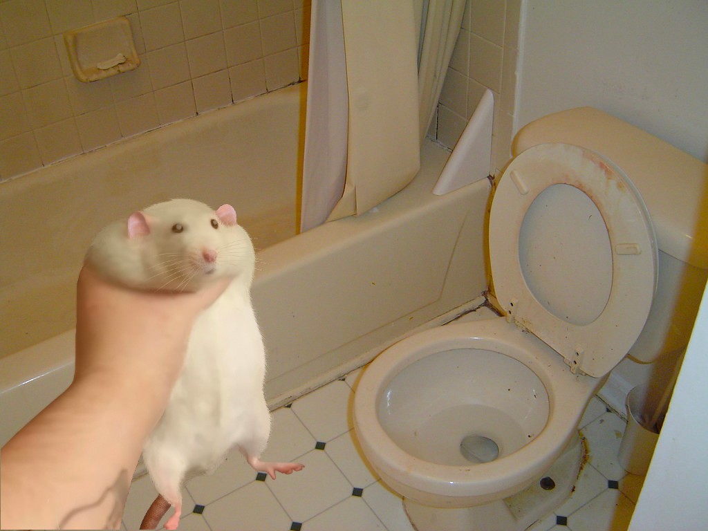BATHROOM ROBERT