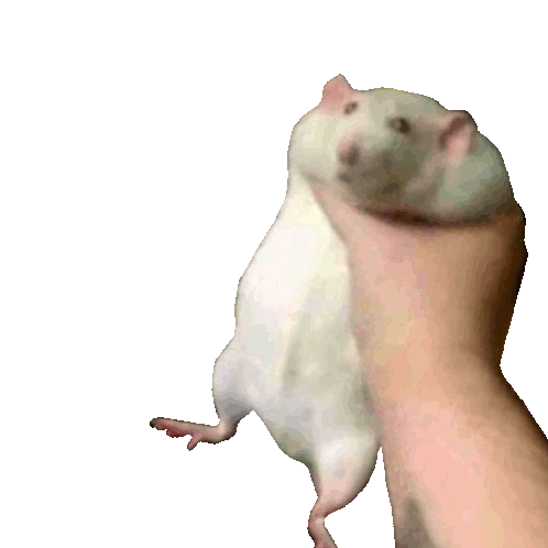 FAT RAT IN MOTION