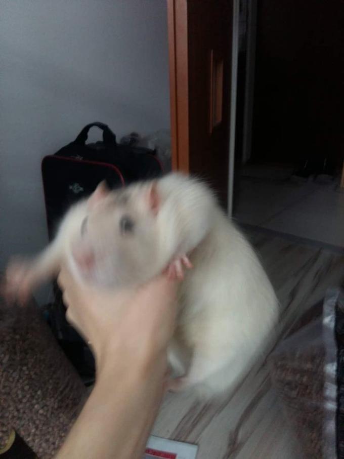 FLUFFY ROBERT