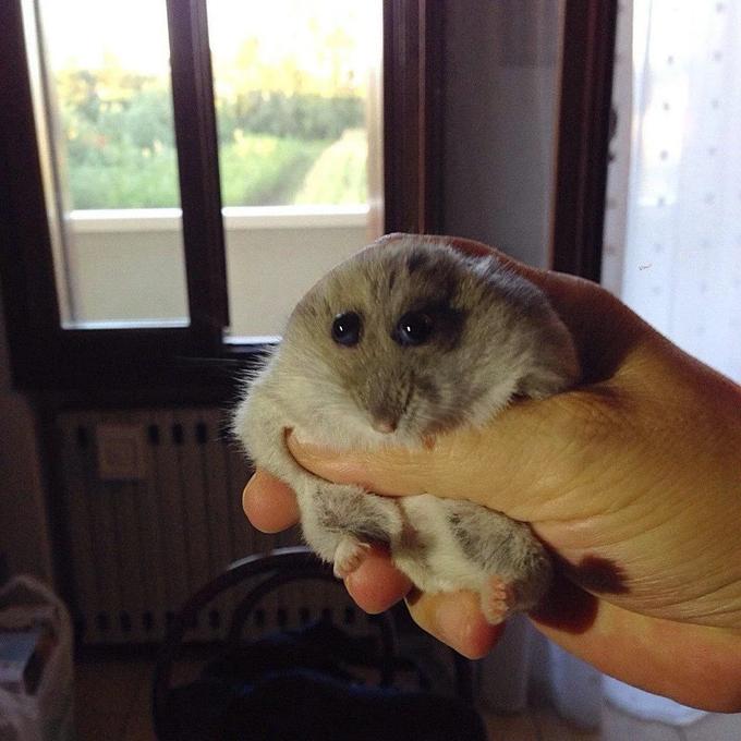 TINY ROBERT