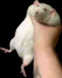 ROBERT ASCENDED