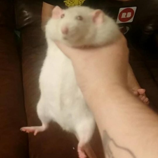 Robert held up