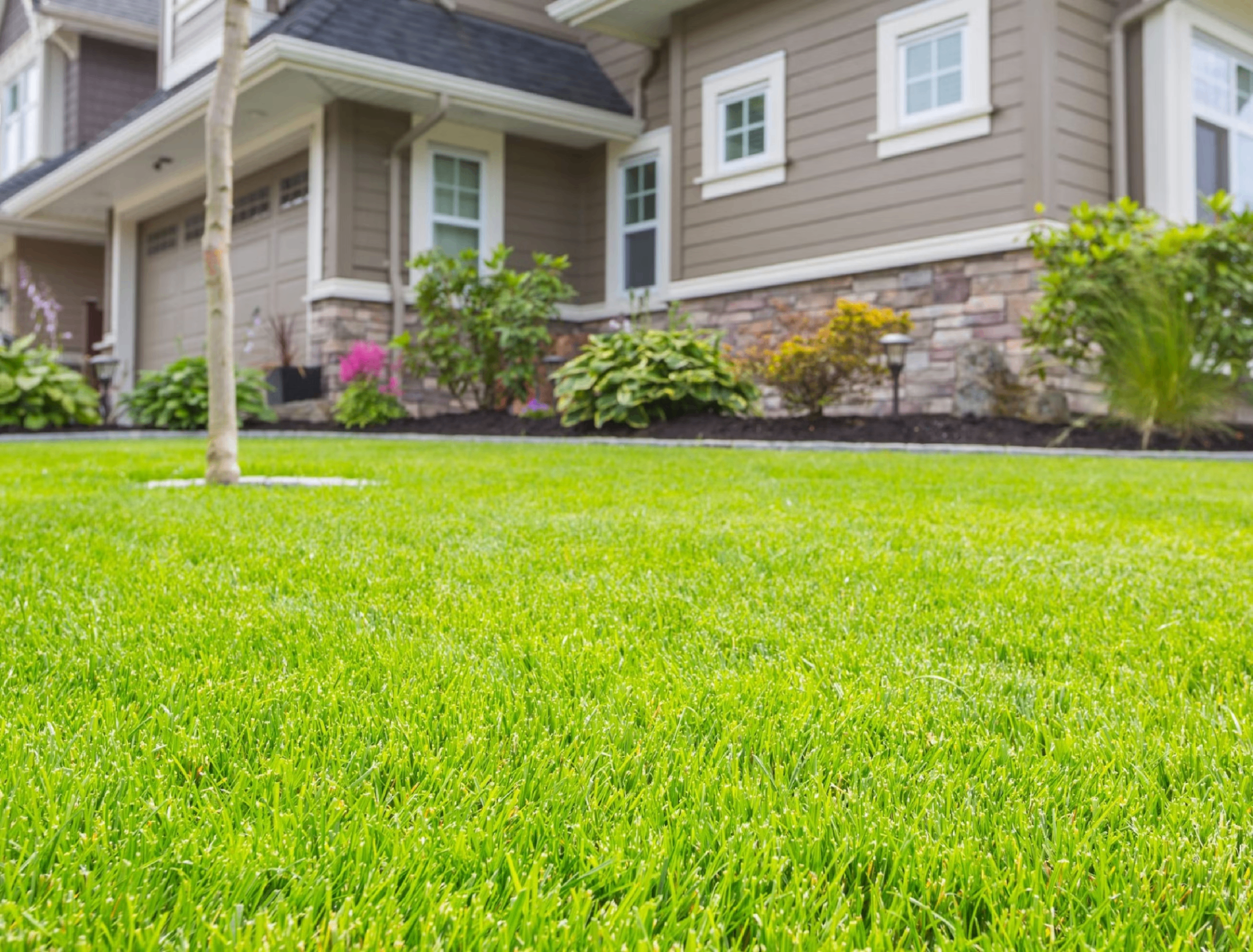 Suburban front yard